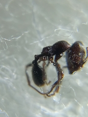 Trichomyrmex scabriceps