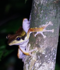 Polypedates macrotis