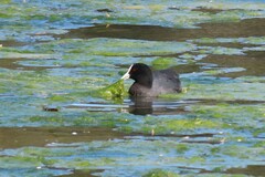 Fulica atra australis