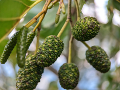 Alnus glutinosa