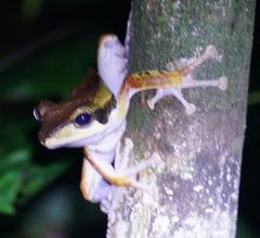 Polypedates macrotis