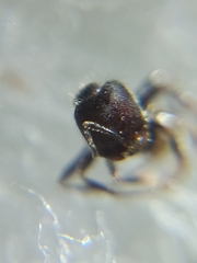 Trichomyrmex scabriceps