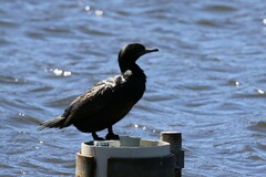 Phalacrocorax sulcirostris