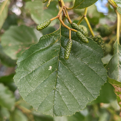 Alnus glutinosa