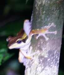 Polypedates macrotis