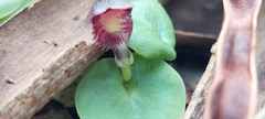 Corybas diemenicus