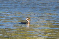 Microcarbo melanoleucos