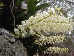 Dendrobium speciosum