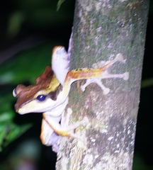 Polypedates macrotis