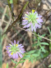 Polygala curtissii