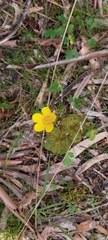 Ranunculus lappaceus
