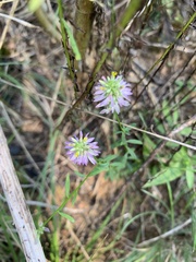 Polygala curtissii