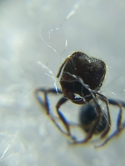 Trichomyrmex scabriceps