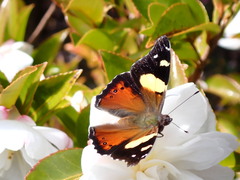 Vanessa itea