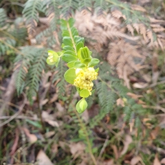 Pimelea flava