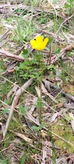 Ranunculus lappaceus
