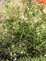 Clematis songorica
