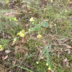 Pimelea flava