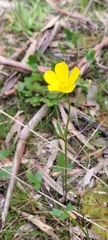 Ranunculus lappaceus