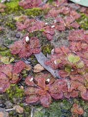 Drosera aberrans
