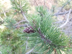 Pinus mugo