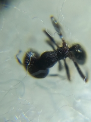 Trichomyrmex scabriceps