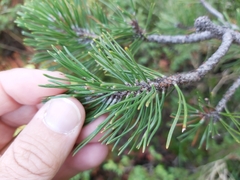 Pinus mugo