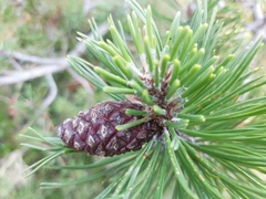 Pinus mugo