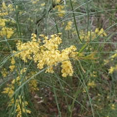 Acacia mucronata