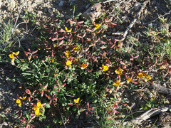Listia heterophylla