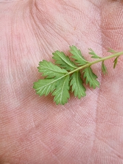 Acaena anserinifolia