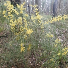 Acacia mucronata