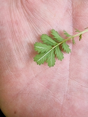 Acaena anserinifolia