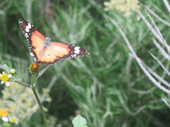 Danaus petilia