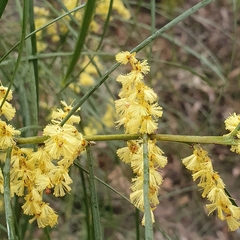 Acacia mucronata