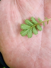 Acaena anserinifolia