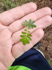 Acaena anserinifolia