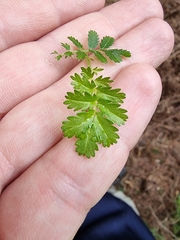Acaena anserinifolia