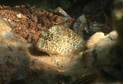 Parablennius sanguinolentus