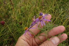 Galatella dahurica
