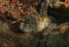 Parablennius sanguinolentus