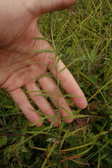 Galatella dahurica