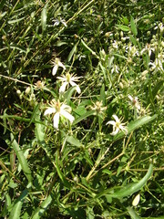 Clematis songorica