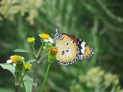 Danaus petilia