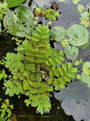 Salvinia natans