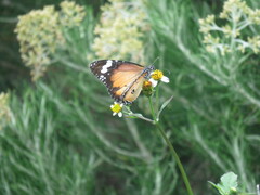 Danaus petilia