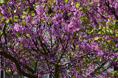 Cercis