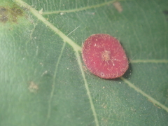 Neuroterus albipes