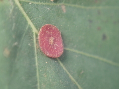 Neuroterus albipes