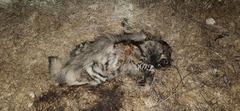 Hyaena hyaena